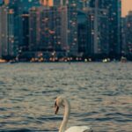 Urban Wildlife - Swan on Lake Ontario off the Coast of Toronto